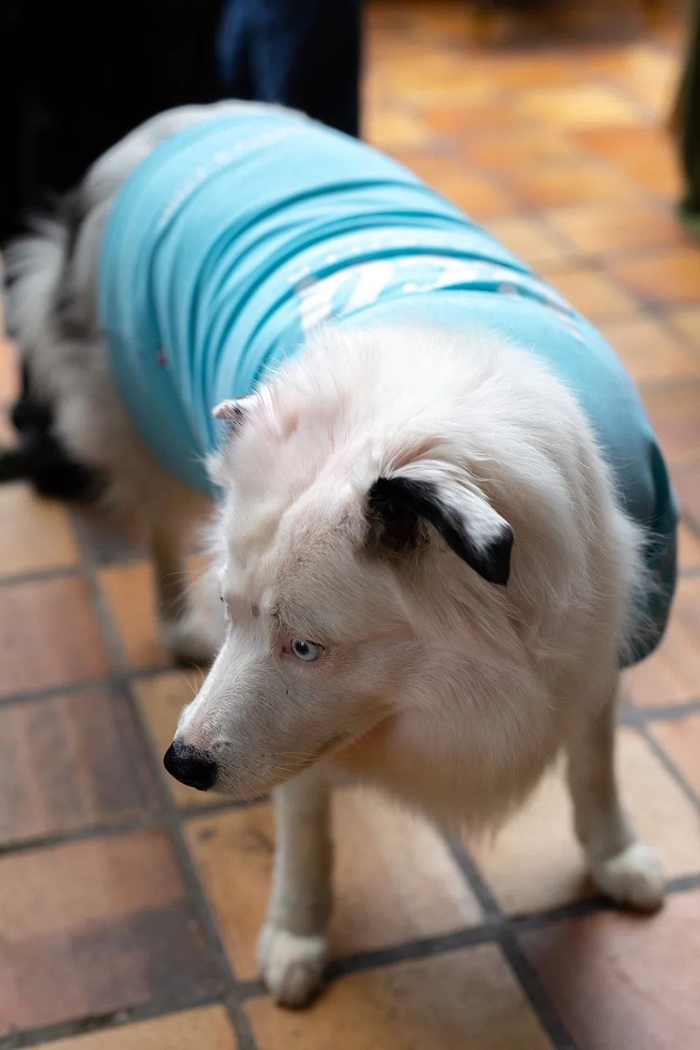 A fluffy dog in a turquoise sweater standing on the brick-colored tile floor