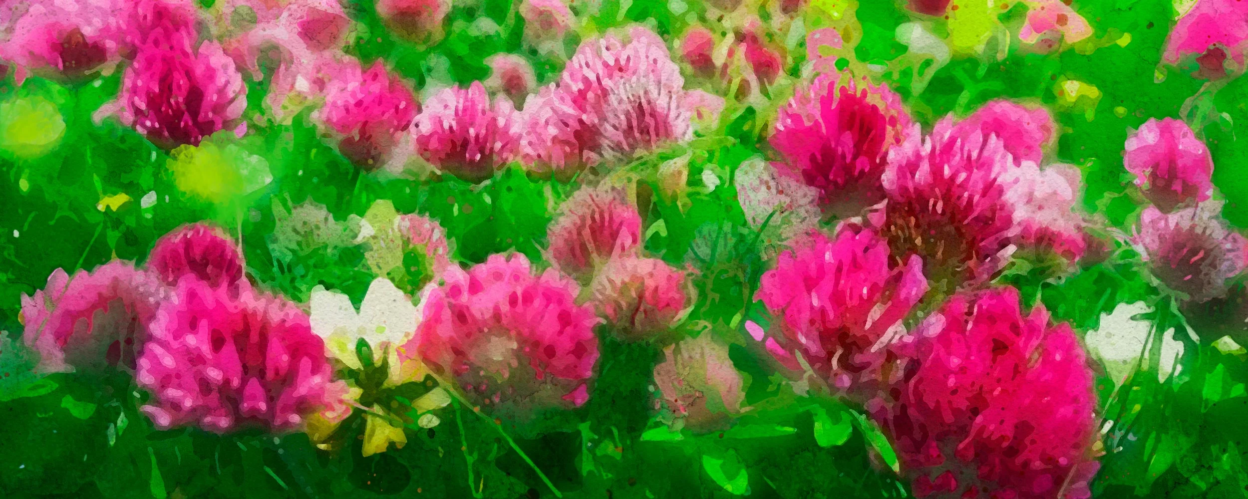 red-clover.jpg