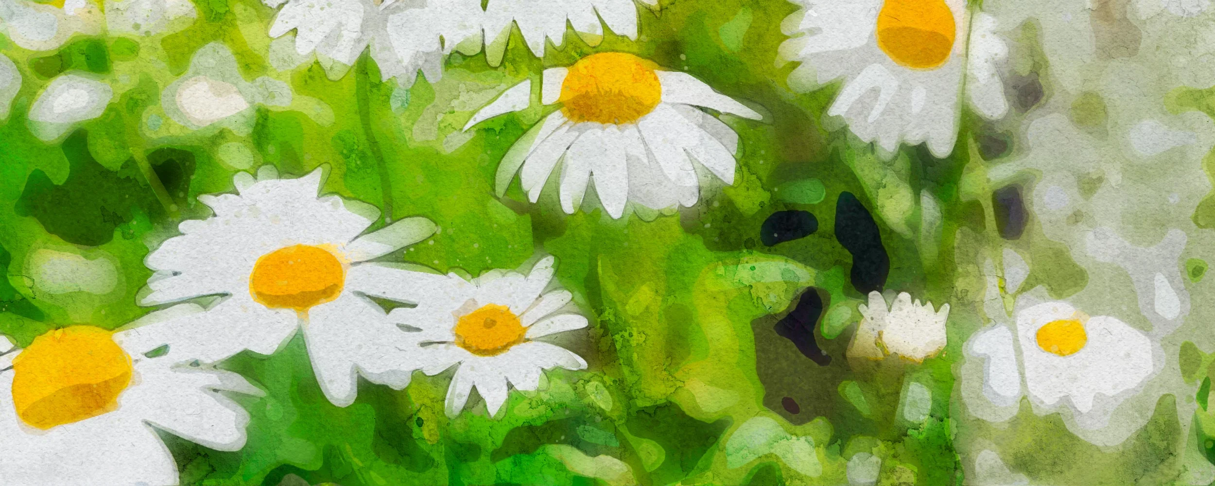 Chamomile - Significant Healing Properties — Spirit Healing Tea