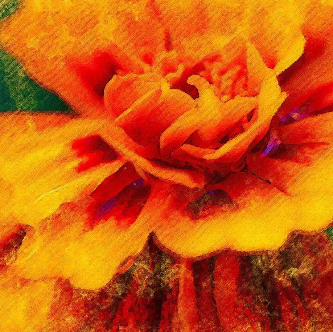Spiritual Benefits of Calendula Herbal Tea — Spirit Healing Tea