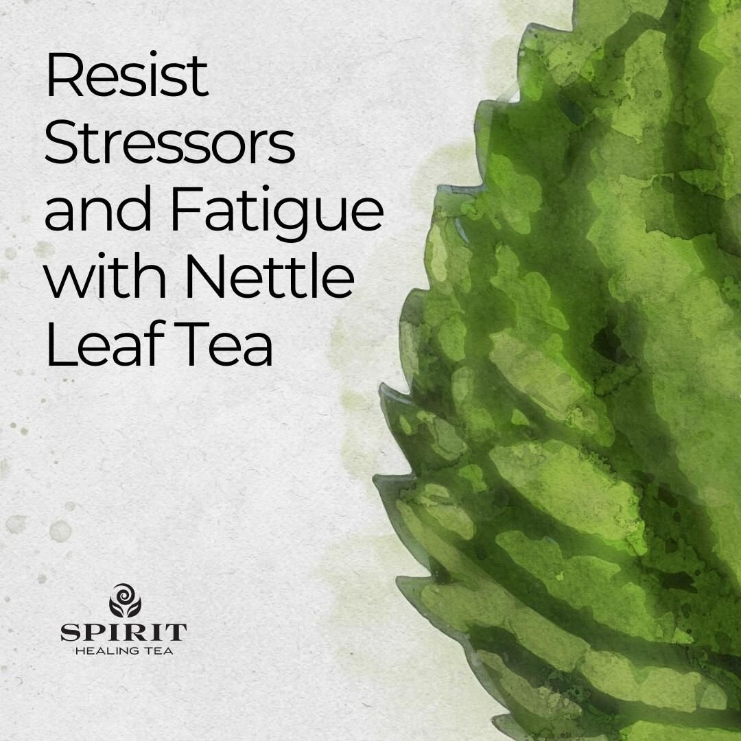 Looking to reduce stress and fatigue? Nettle Leaf Tea may be just what you need. This amazing adaptogenic herb has been shown to reduce inflammation, strengthen the immune system, and relieve pain. Plus, it's packed with vitamins and minerals that ca