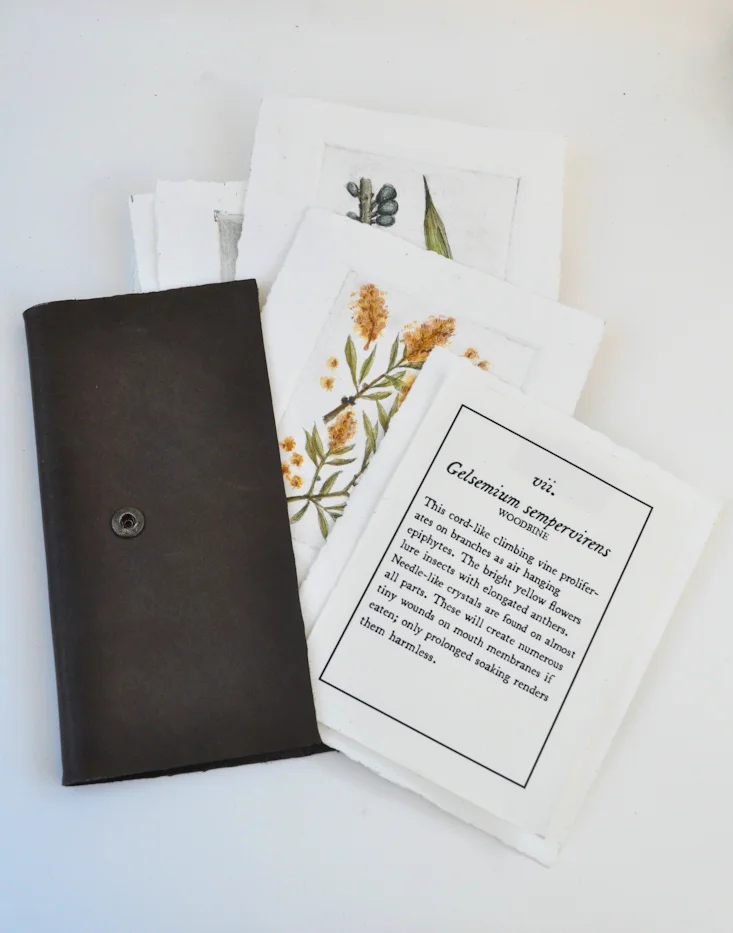 V. Antipothe's Medica Botanicum Folio