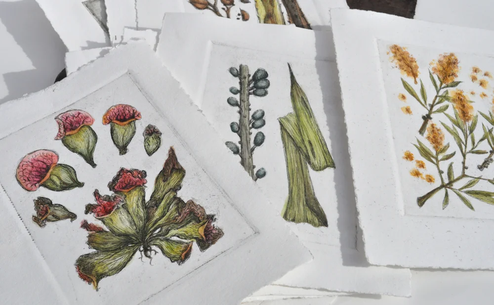 V. Antipothe's Medica Botanicum Folio