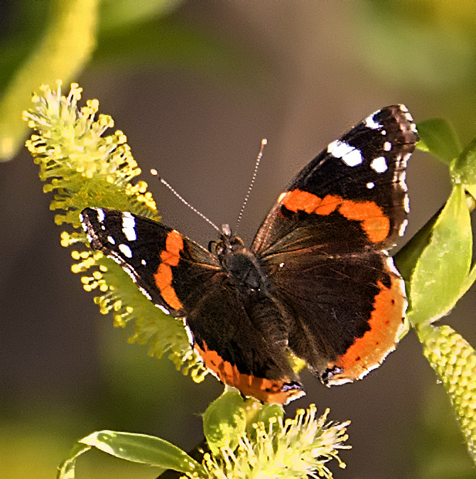 Butterfly at Belvoir