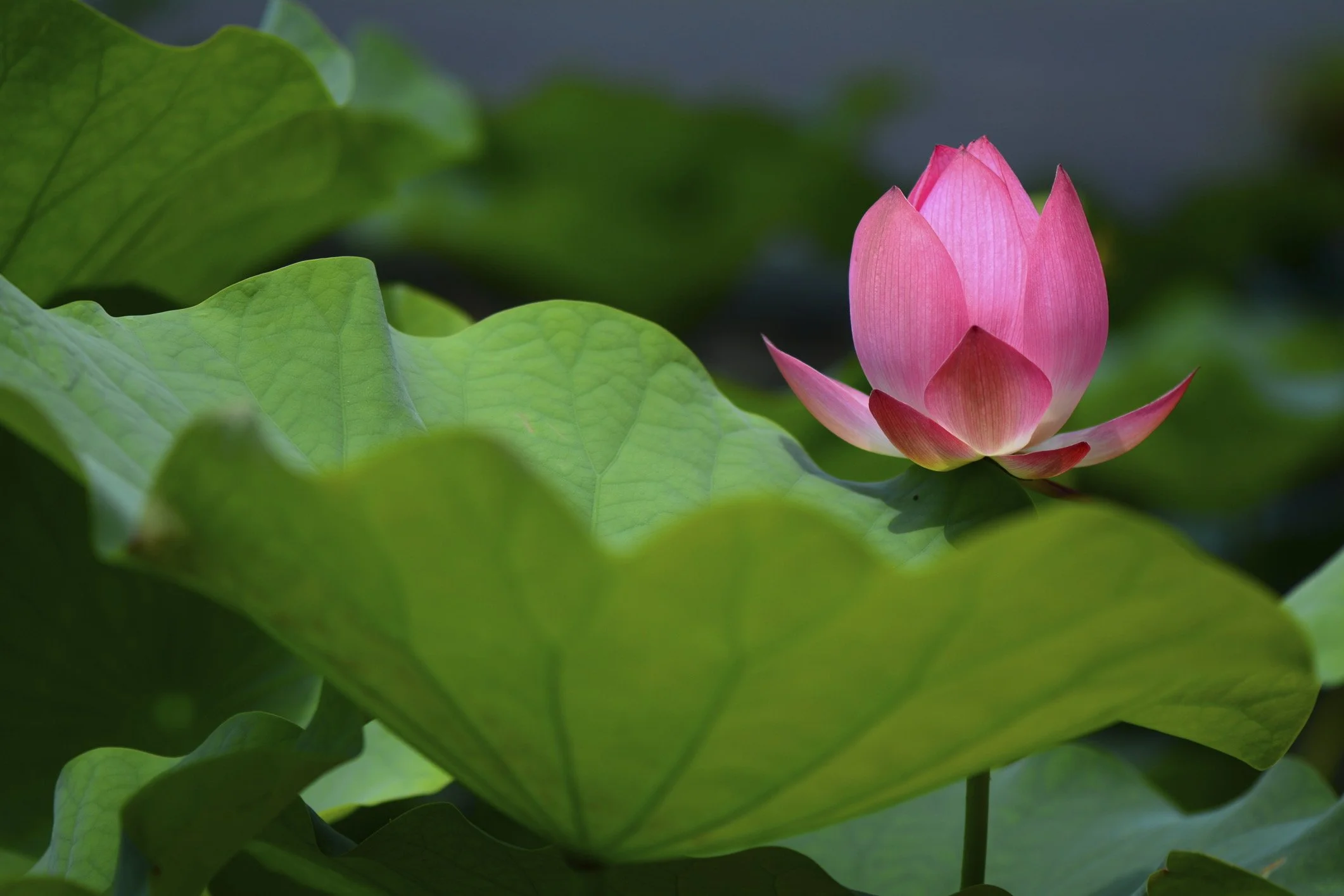 ThinkstockPhotos-498601183 copy.jpg