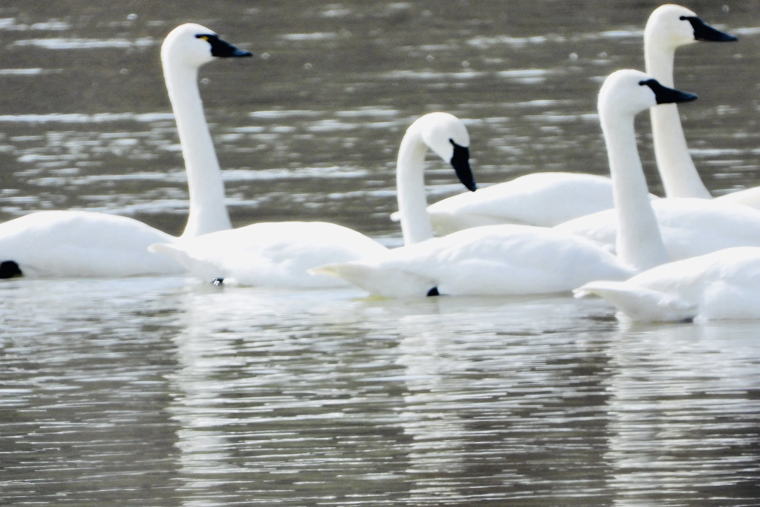 Tundra Swans On Route