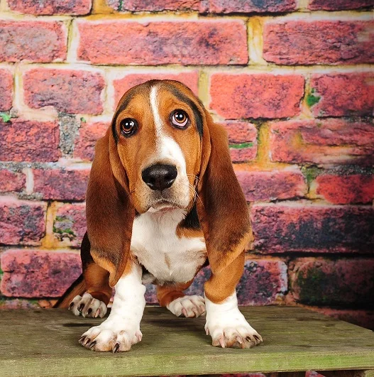 basset.jpg