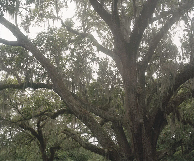 Bell_Charlotte_01 .jpg