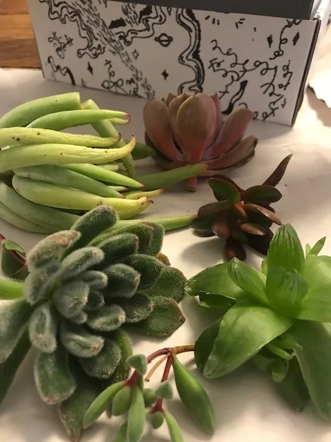 succulents.jpg