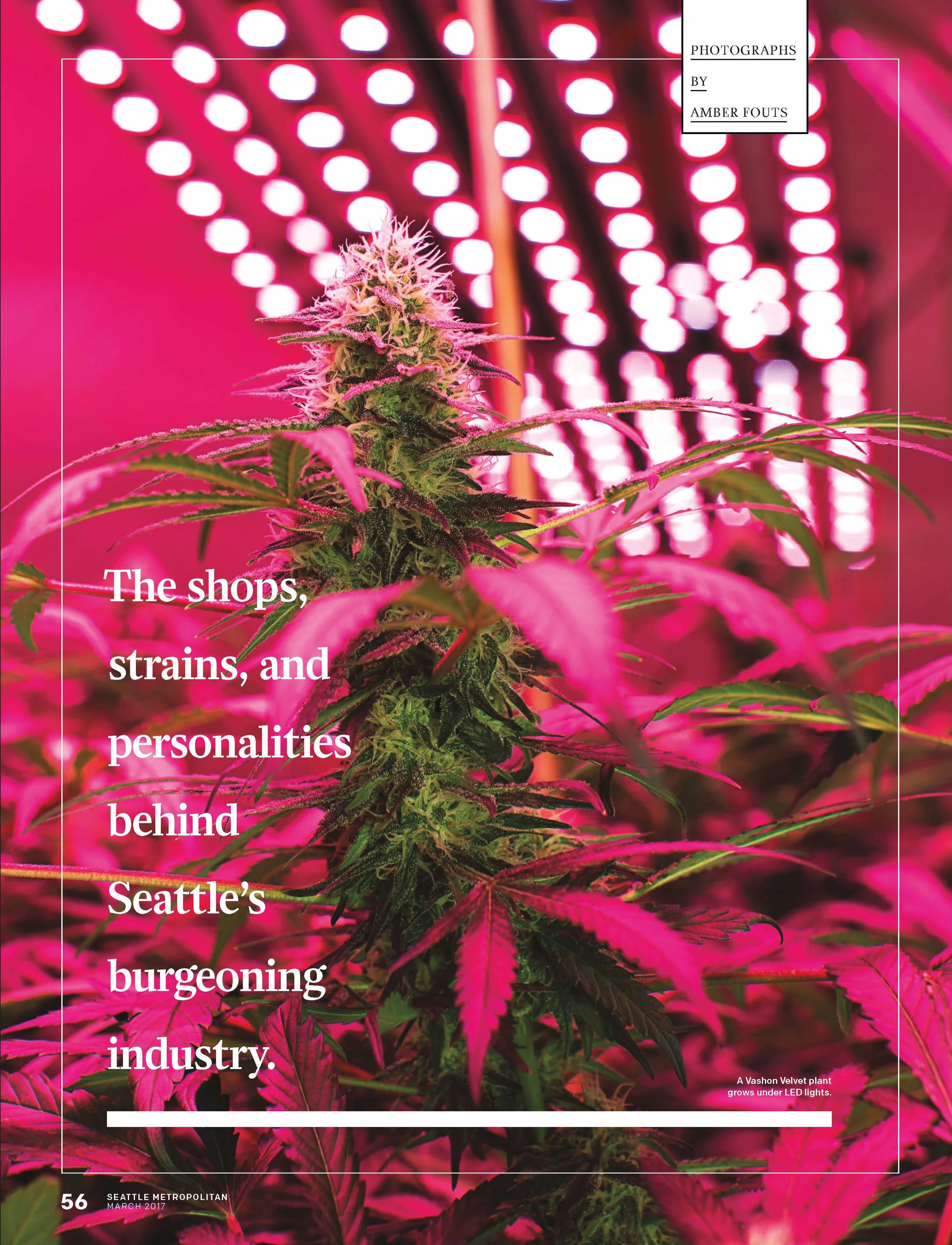 56-63_Cannabis_Page_1.jpg