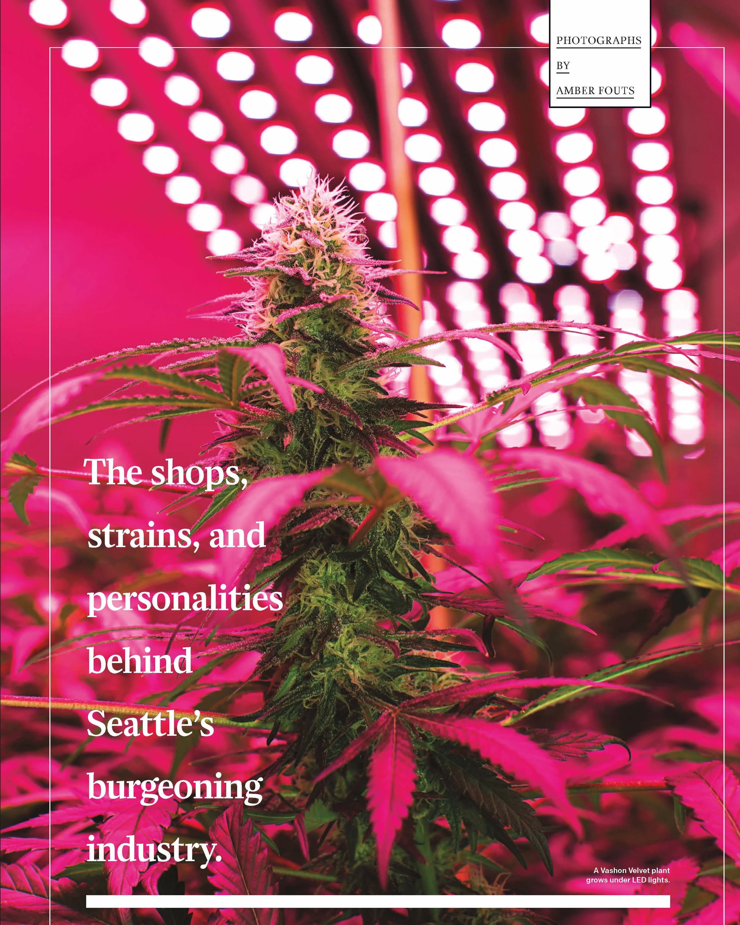 The New Guide to Cannabis