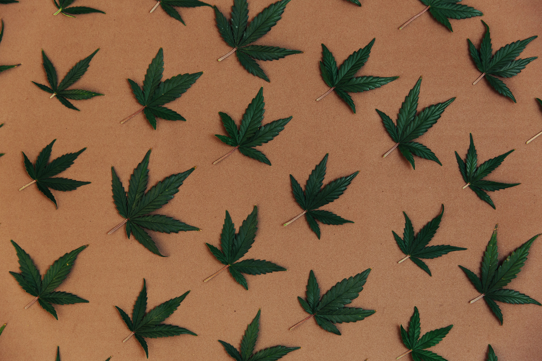 The-pattern-of-a-cannabis-leaves.-Ganja-Marijuana-Weed-Seamless-Pattern-912760512_2125x1416.jpeg