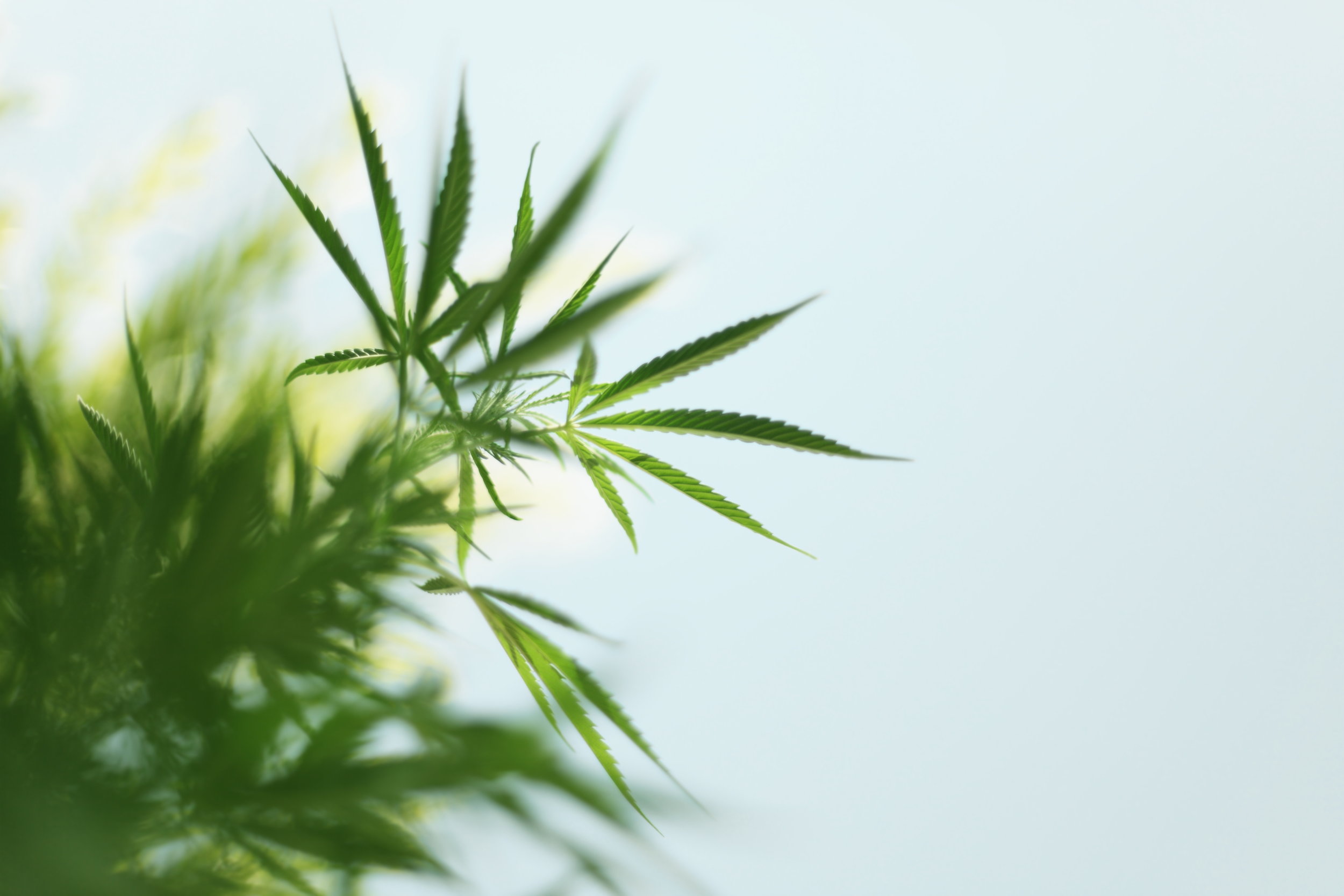 Cannabis-Plant-184286299_3000x2000.jpeg