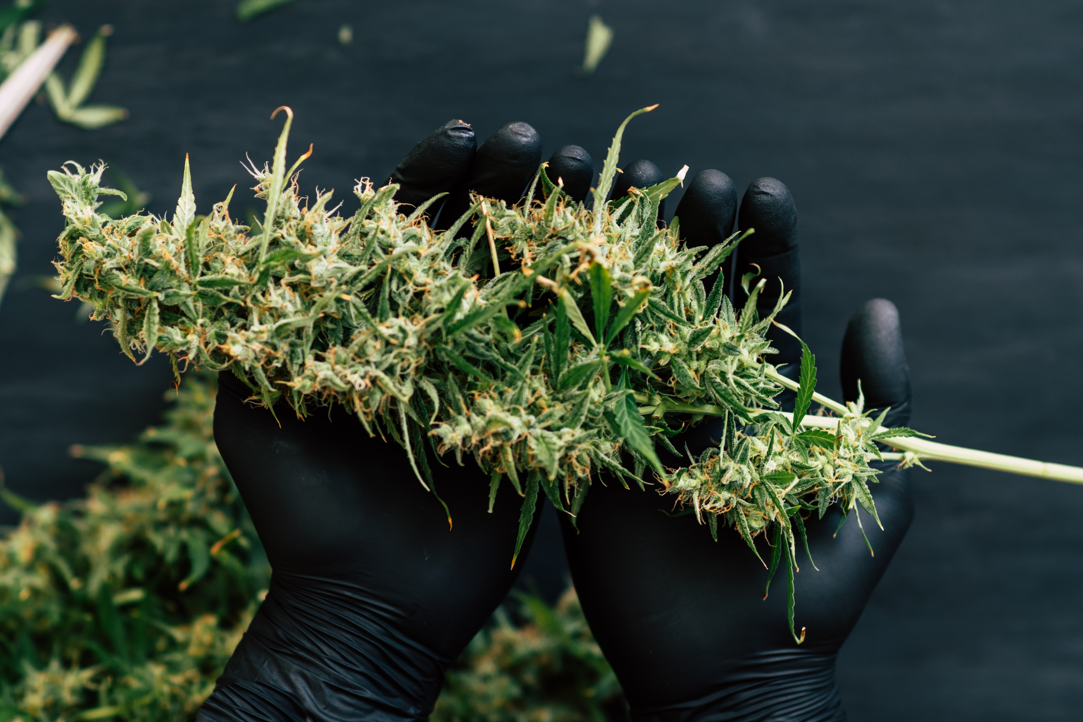 A-large-bud-of-fresh-cannabis-harvest-in-the-hands-of-a-man-grower-concepts-of-cultivating-grow-medical-marijuana-close-up-940723970_2125x1416.jpeg
