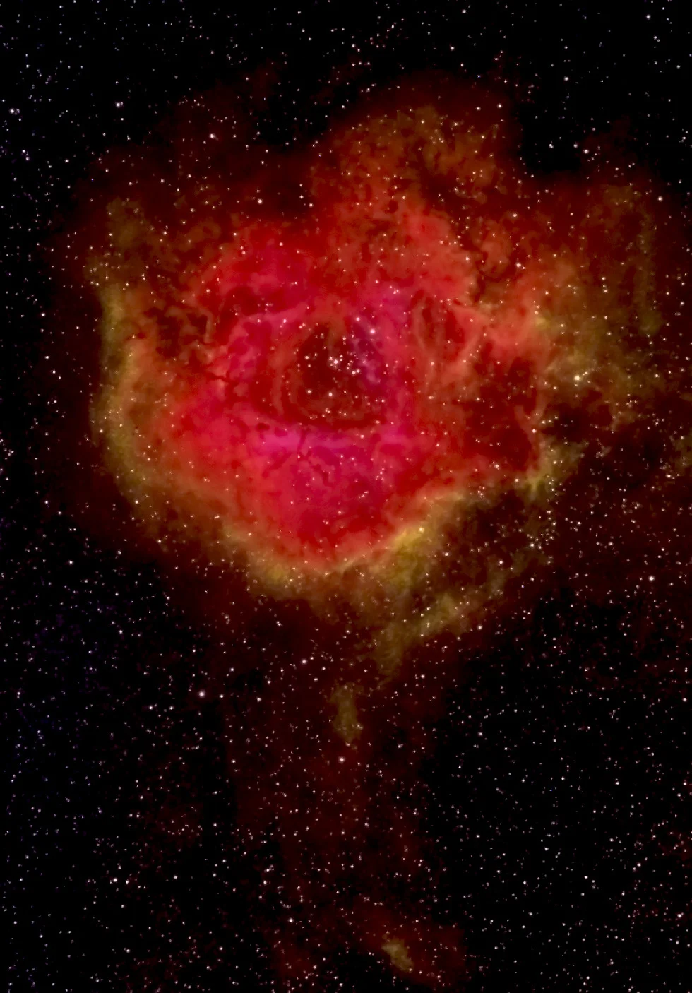 rosette+bloom+viceden.jpg