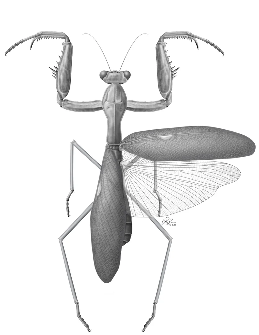 Dorsal Sphodromantis Illustration