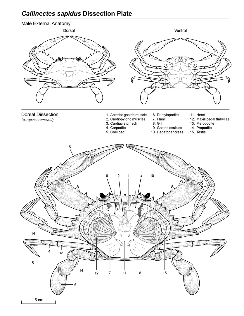 Callinectes sapidus Dissection Plate