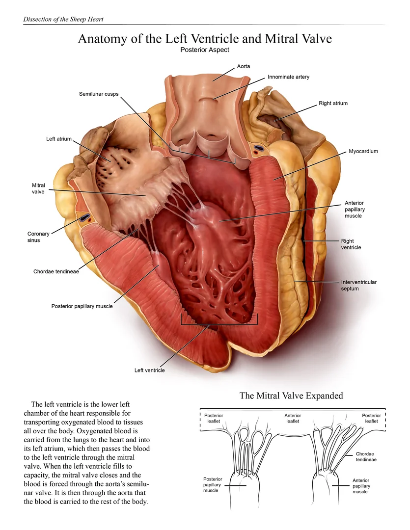 Sheep Heart Dissection - Anatomy of the Left Ventricle and Mitral Valve