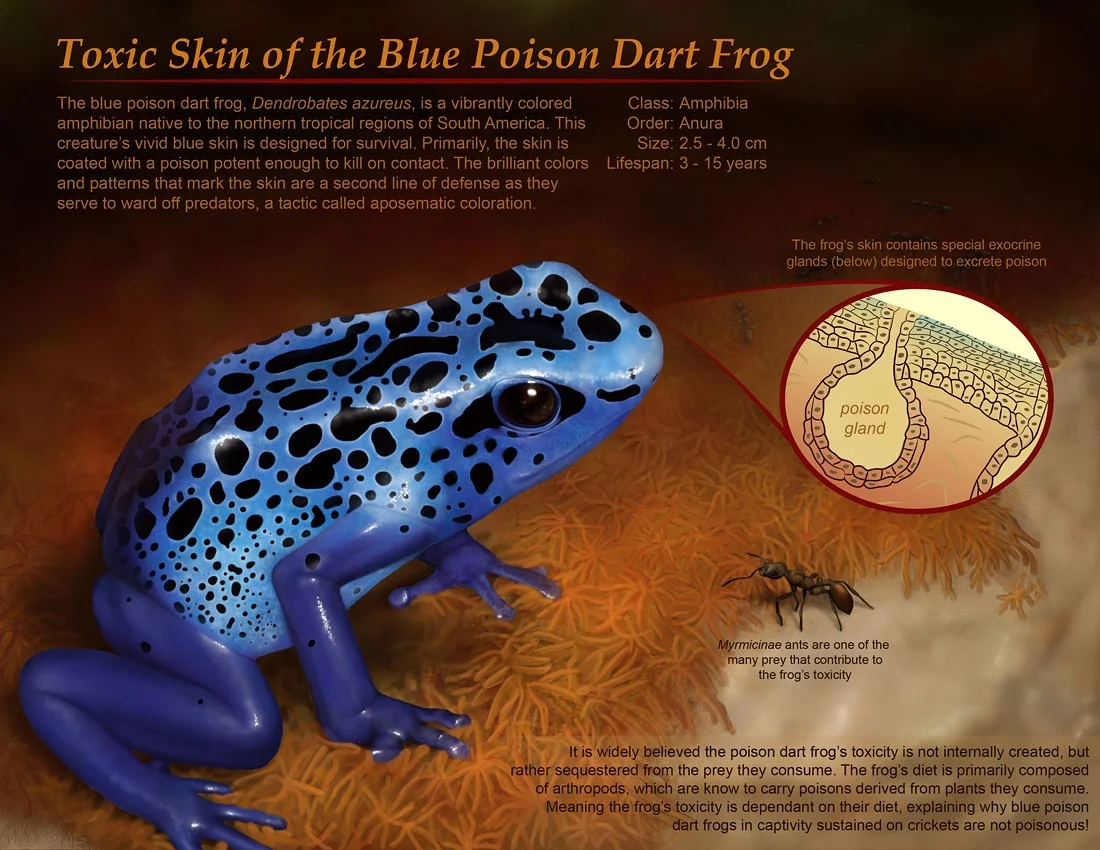 Toxic Skin of the Blue Poison Dart Frog