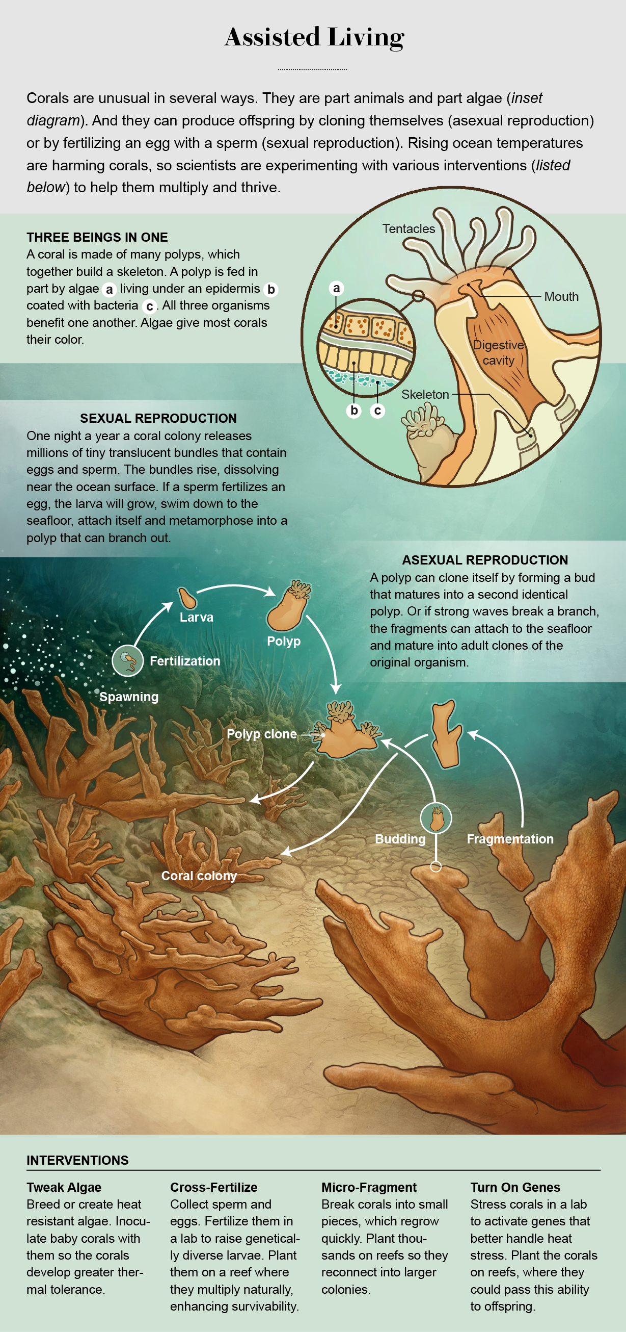 "Can We Save the Corals?" Illustration