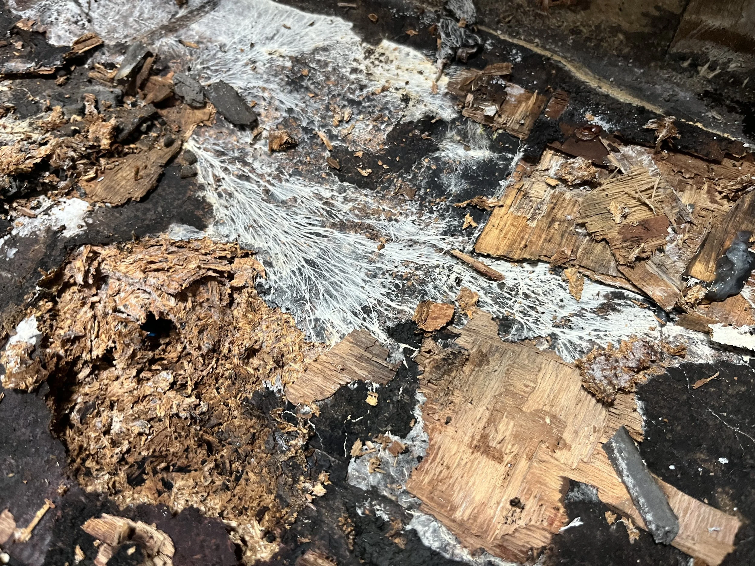 Photo Feb 16 2026, 11 23 17.jpg