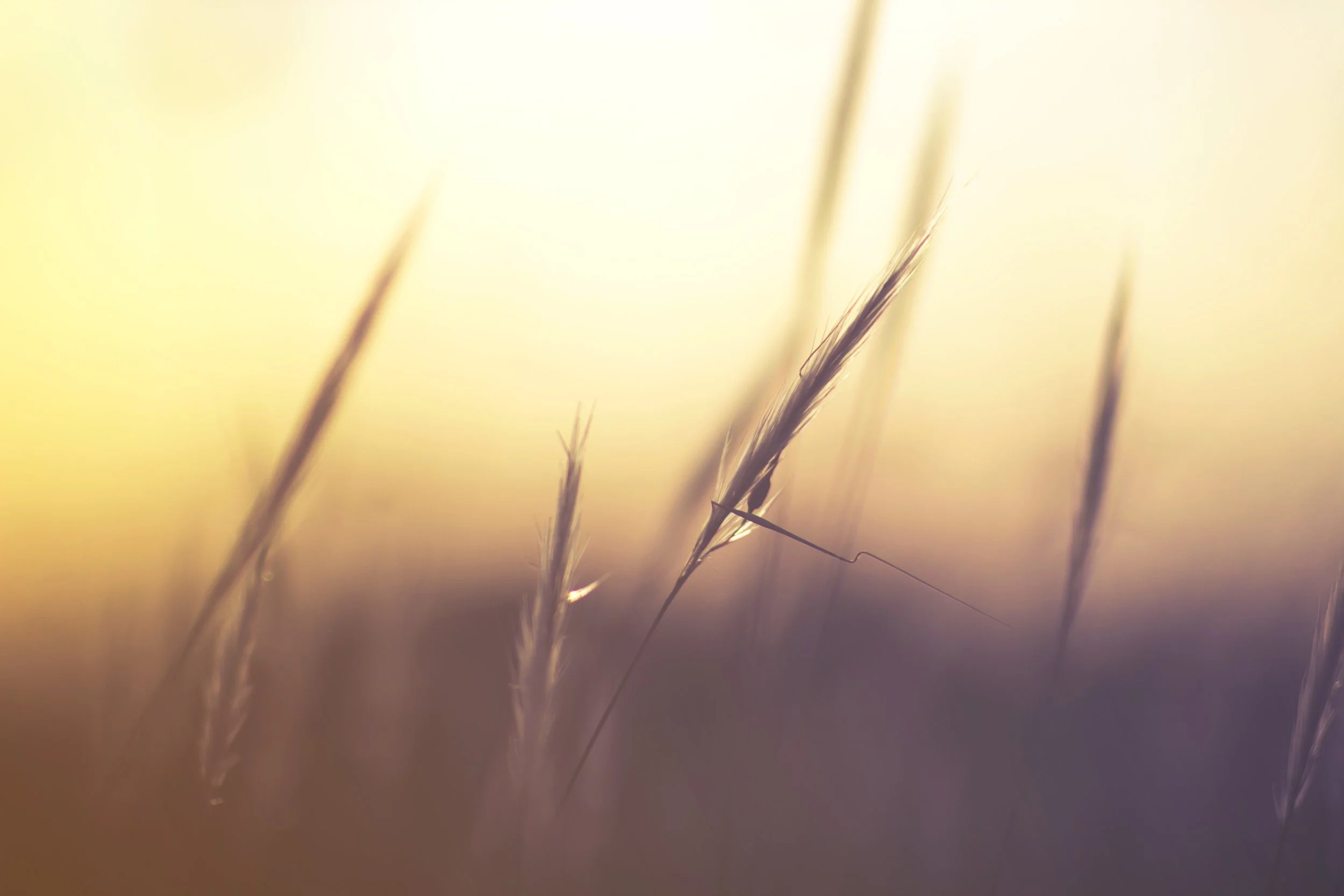 port grass.jpg