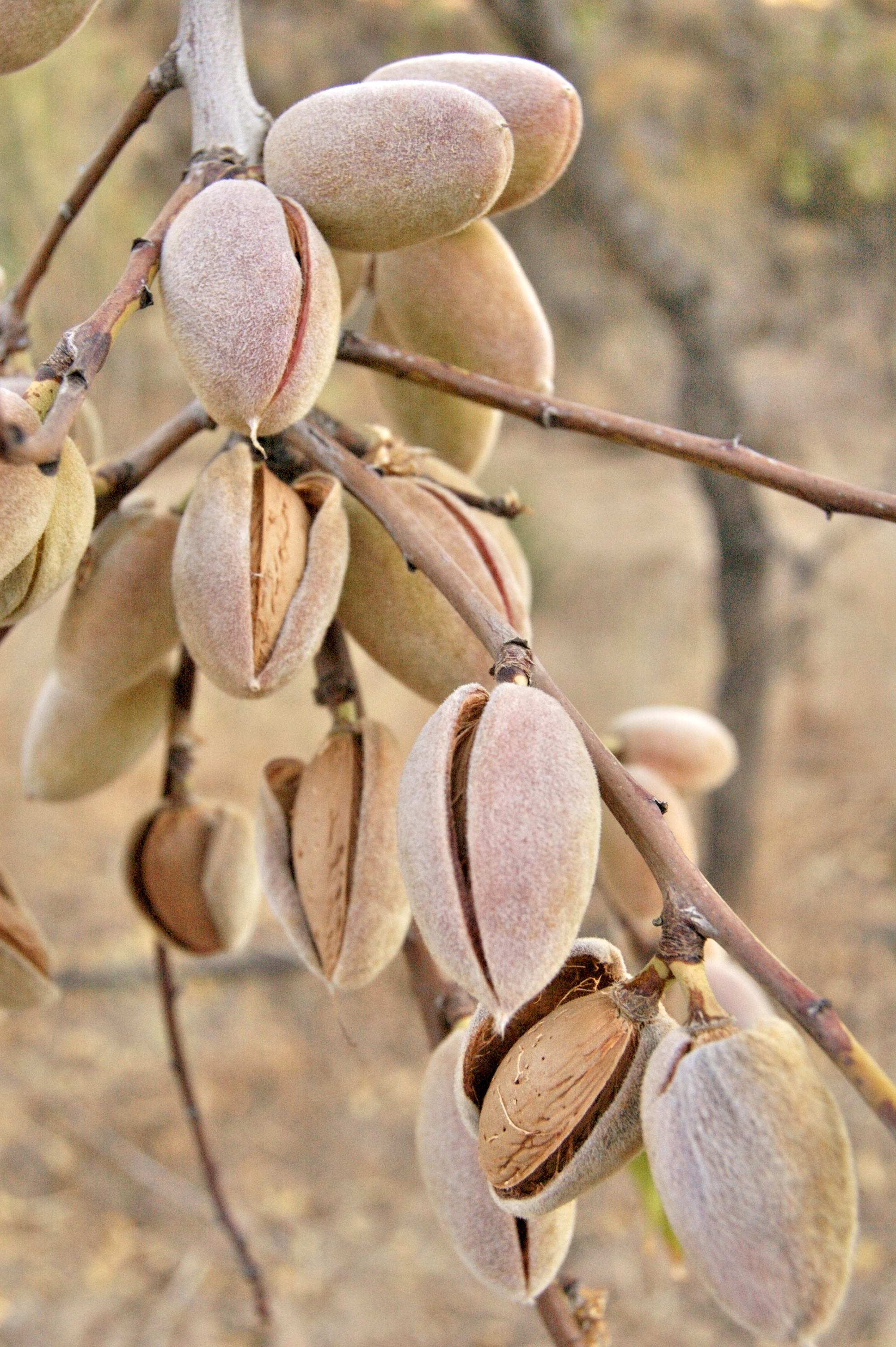 almonds on tree2.jpg