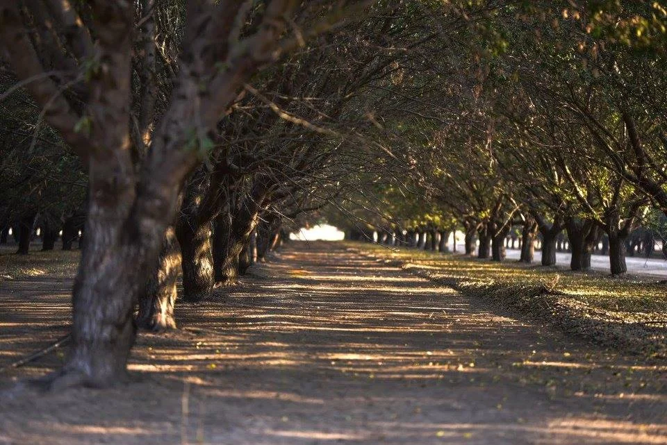 Almond Lane trees.jpg