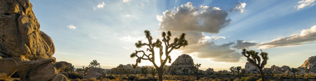 jtree4.jpg