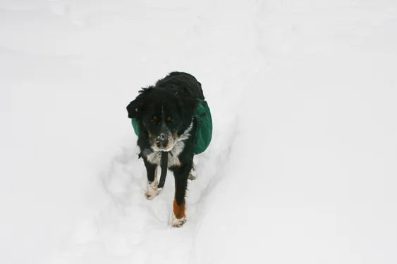 snow18.jpg