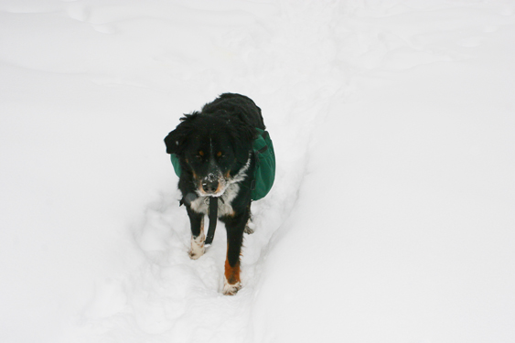 snow18.jpg