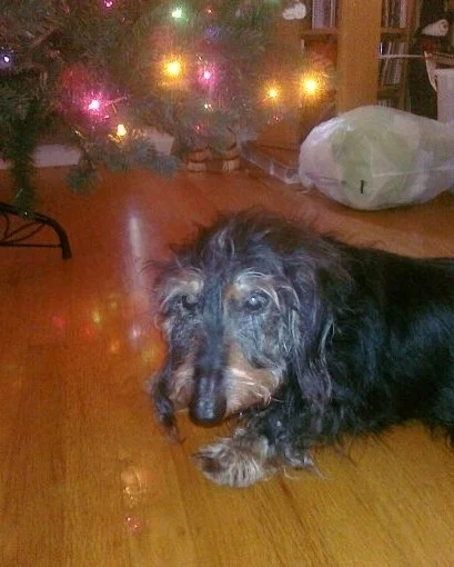 reggie dachshund.jpg