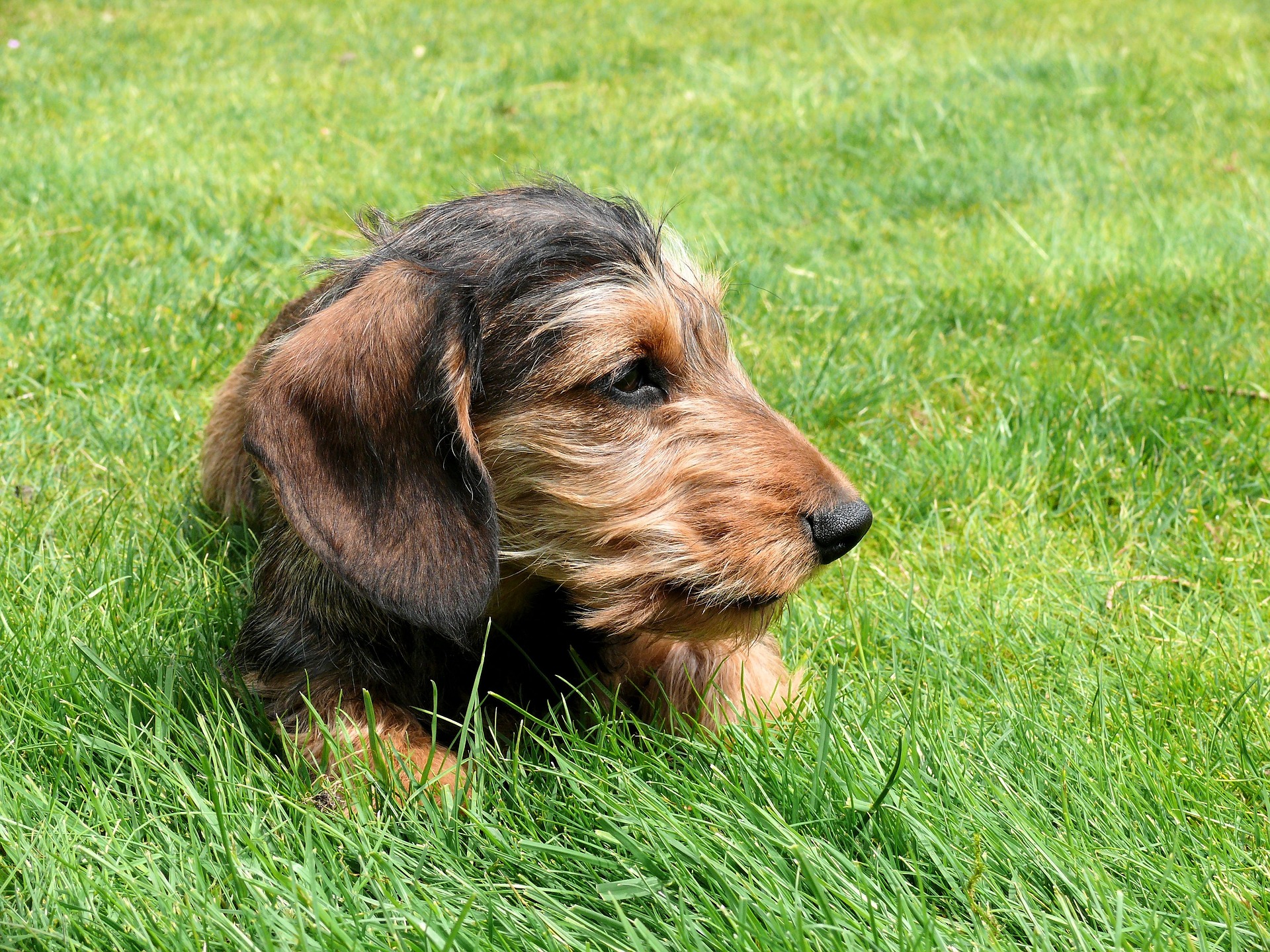 From Puppy to Senior: The Heartwarming Life of My Dachshund Reggie