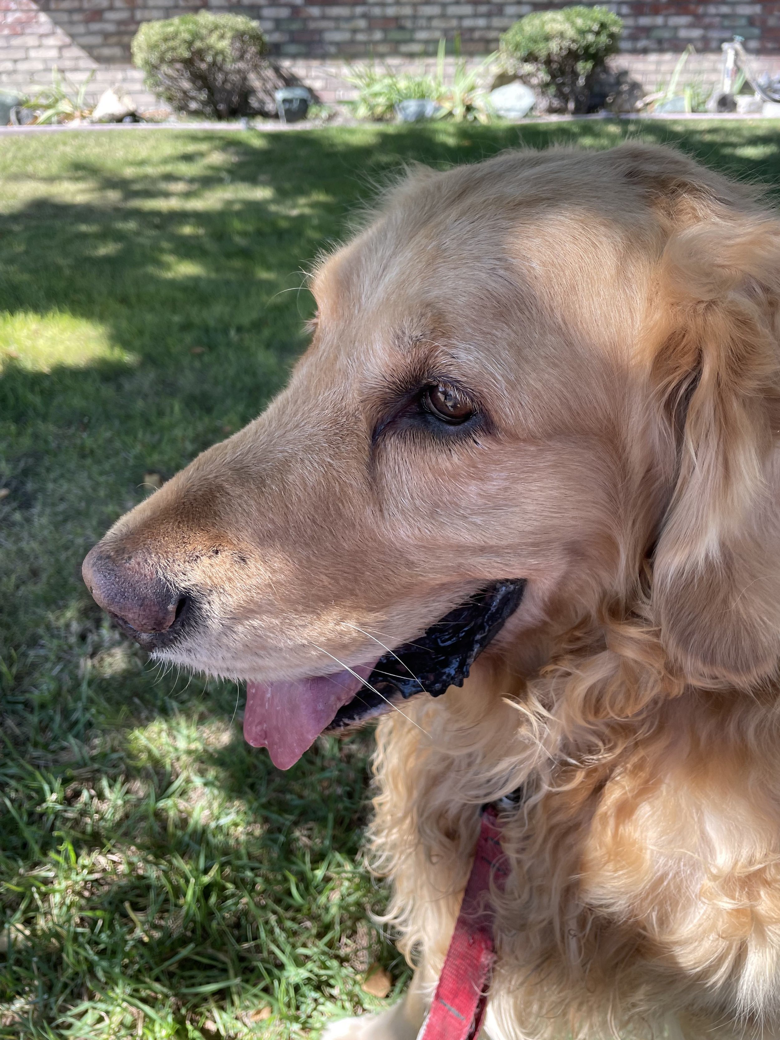 My Golden Retriever Alton Had to Have Surgery