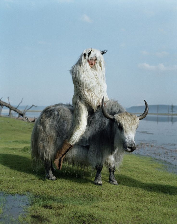 Tim Walker. Inspirert av dette bildet på grunn av alle Høylandskvegene vi har sett i Setesdalen.