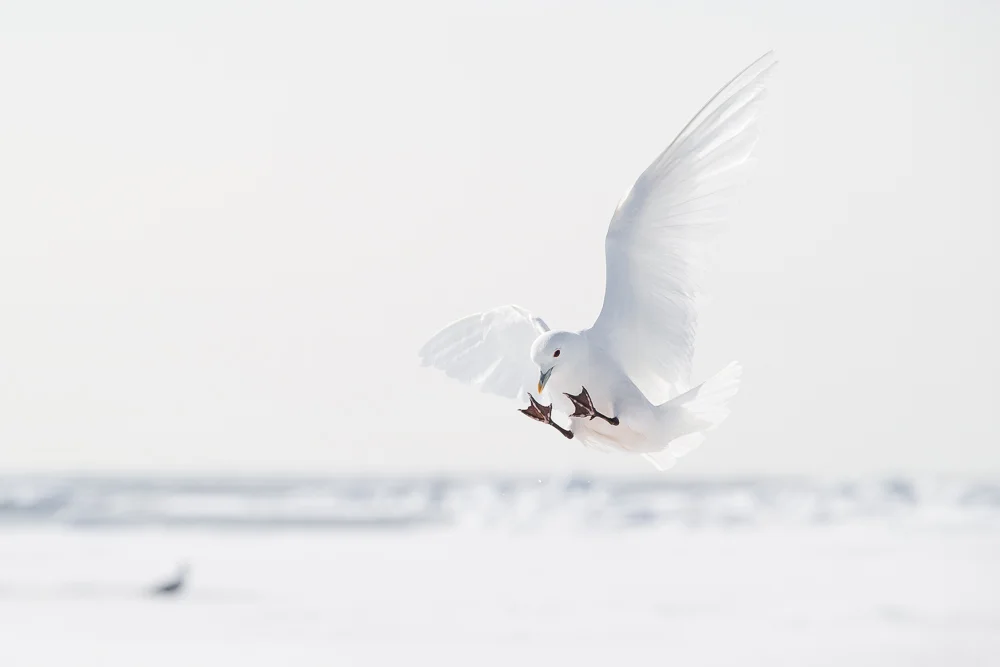 Ivory gull in the high Arctic