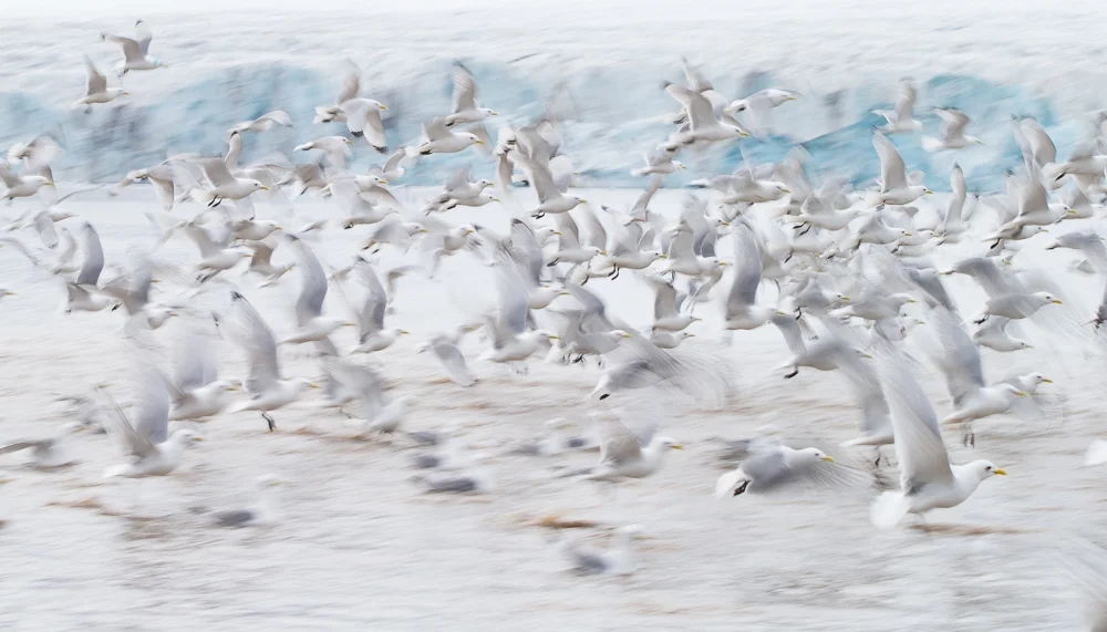 Kittiwake feeding frenzy