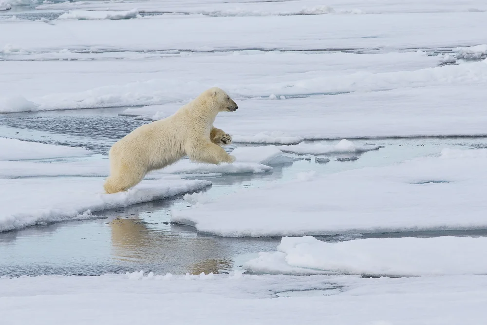 Leaping Polar bear