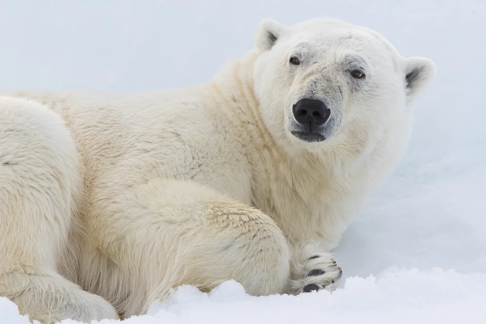 Sleepy polar bear