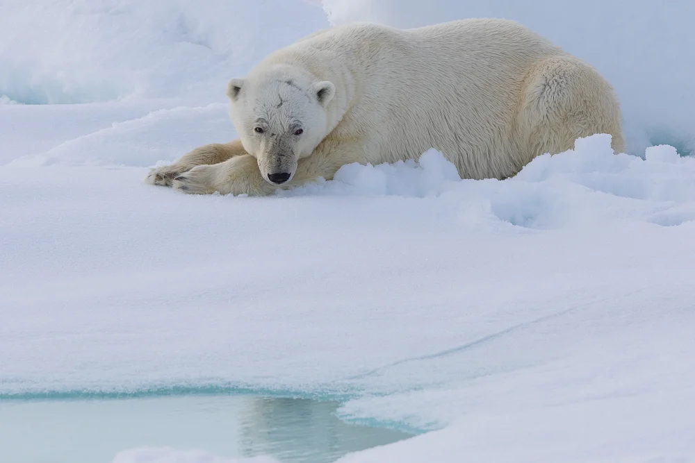 Pensive polar bear