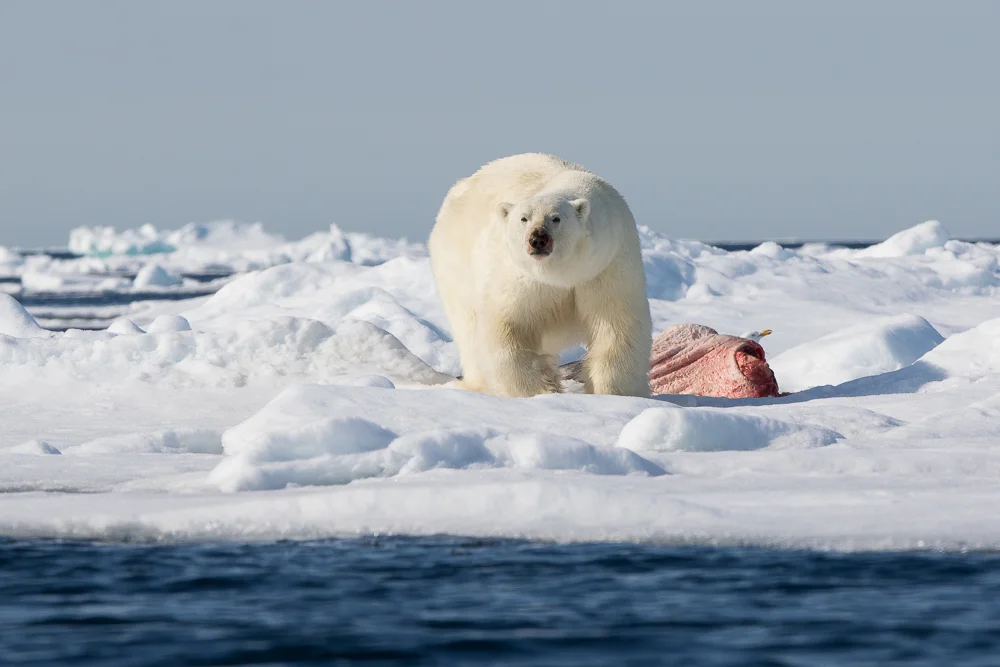 Polar bear and kill on the pack ice