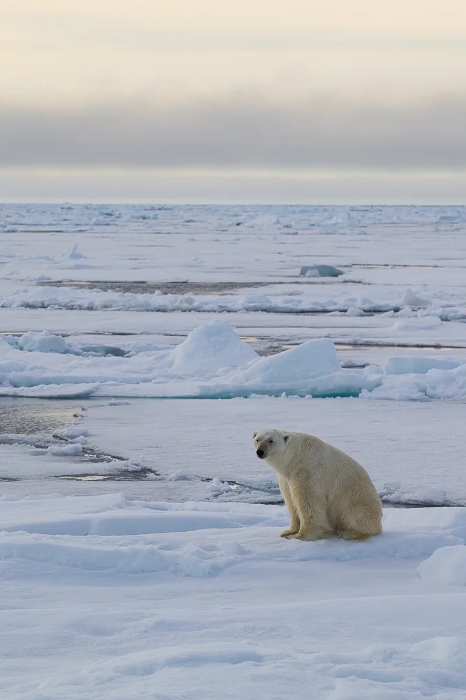 Polar bear's domain