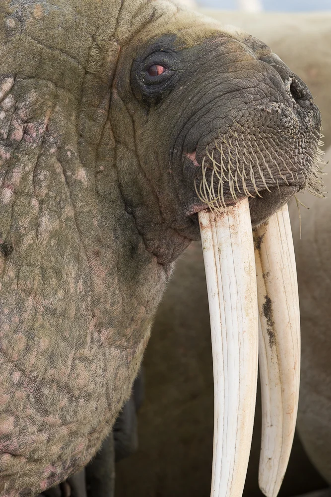 Wary-eyed walrus