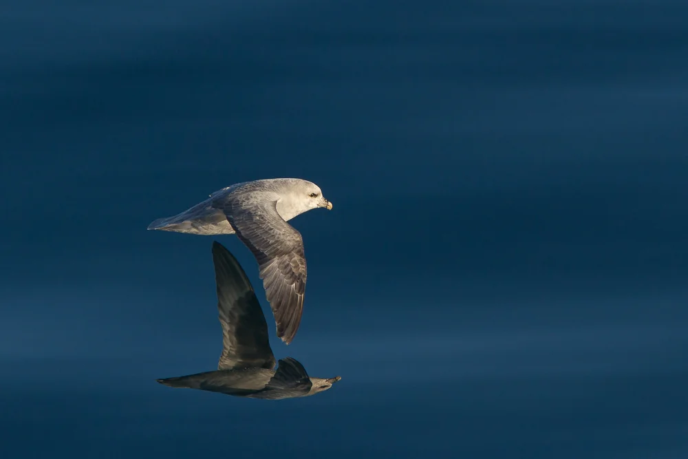 Fulmar reflections