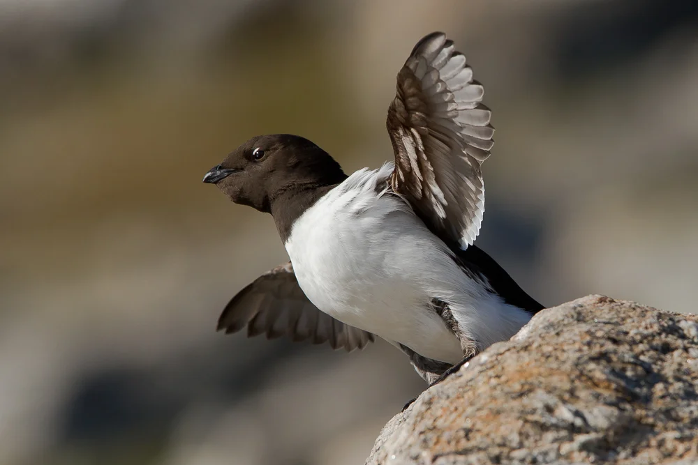 Little Auk at Fuggelsangen
