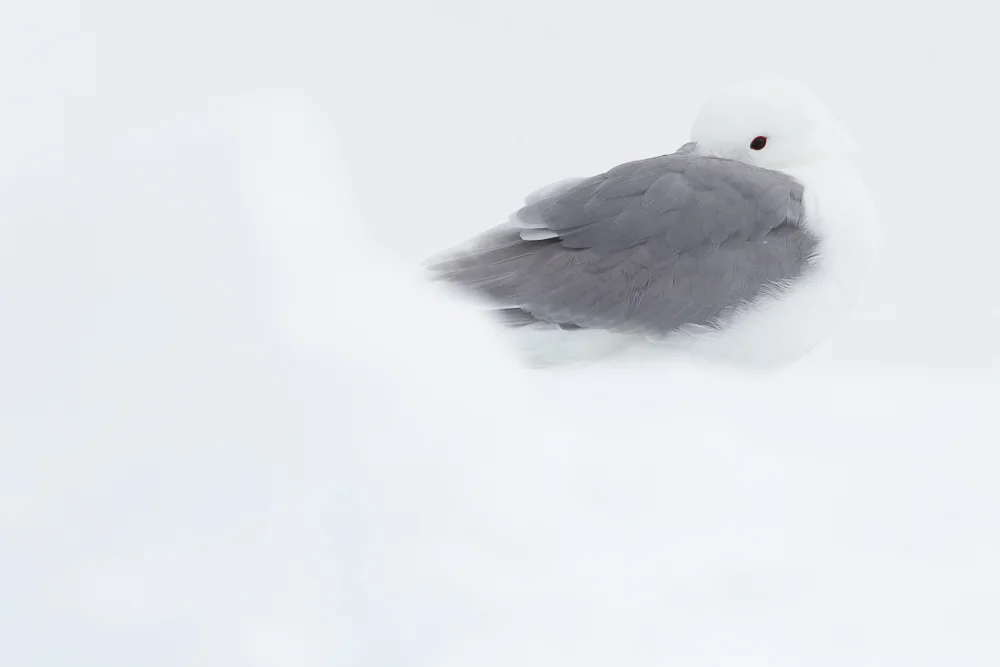 Kittiwake on ice flow