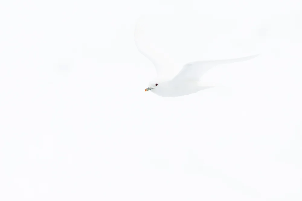 Ghost of the Arctic
