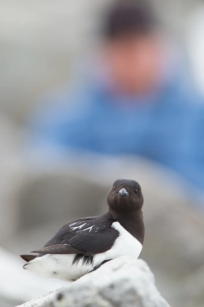 Little auk and watcher