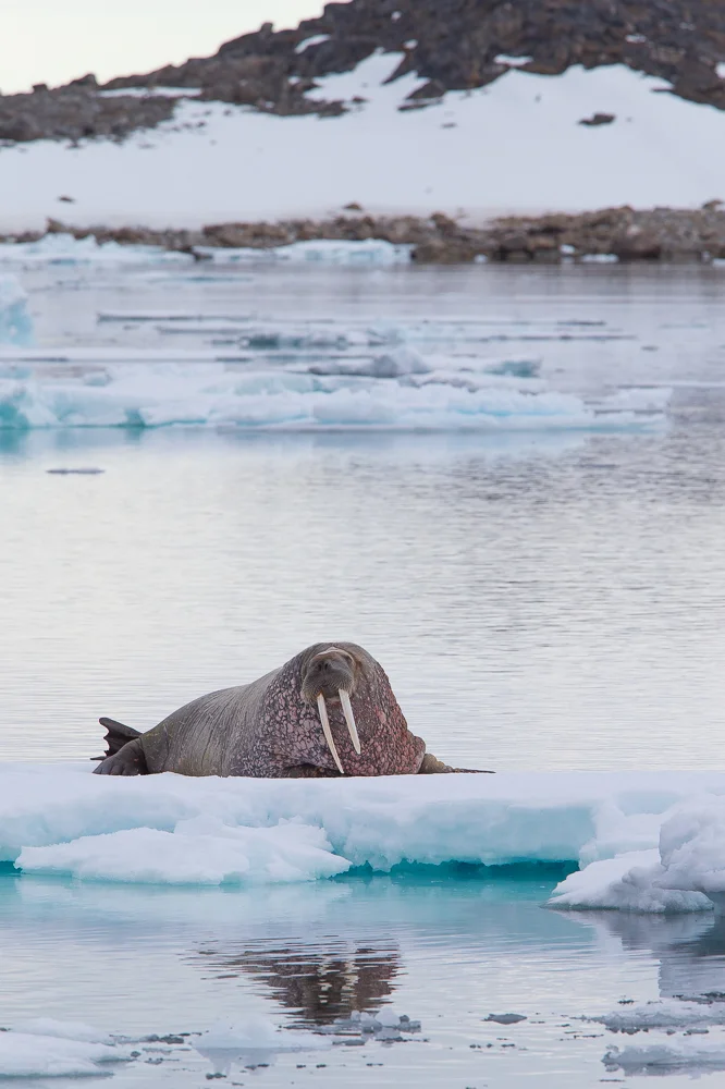 Walrus on the ice