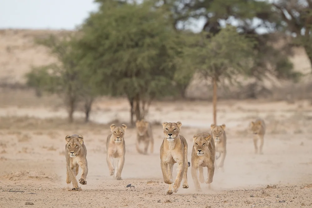 Race to the waterhole